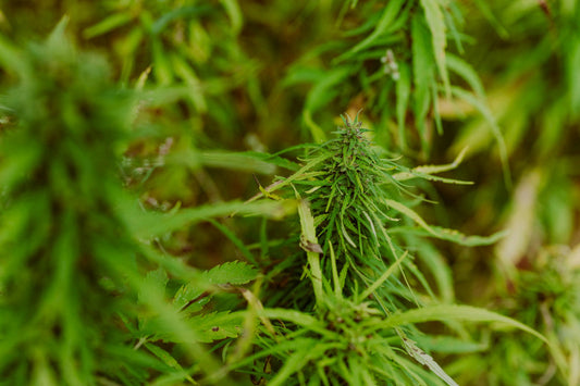 11-hydroxy-thc vs delta-9