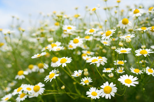 Chamomile Benefits and How It Combines with Cannabis for Better Sleep
