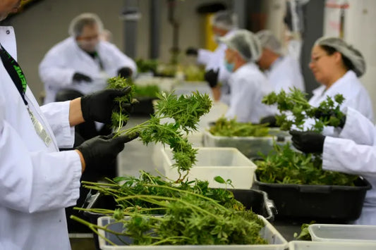 The Legalization of THC Edibles in New York: What You Need to Know