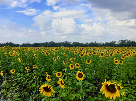 Is Delta 9 THC (D9 THC) Legal in Kansas? Where Can I Buy In 2023?