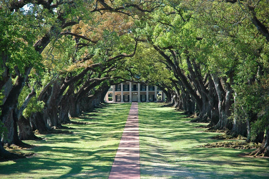 Is Delta 9 THC Legal in Louisiana?