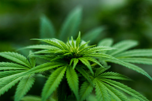As a minor cannabinoid found in both hemp and cannabis plants, delta 8 THC is similar to delta 9 THC, the main psychoactive compound in cannabis, but with milder effects. 