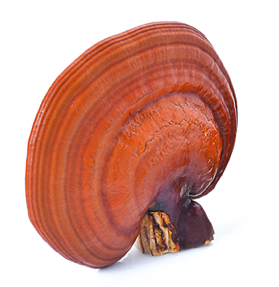Reishi Mushroom