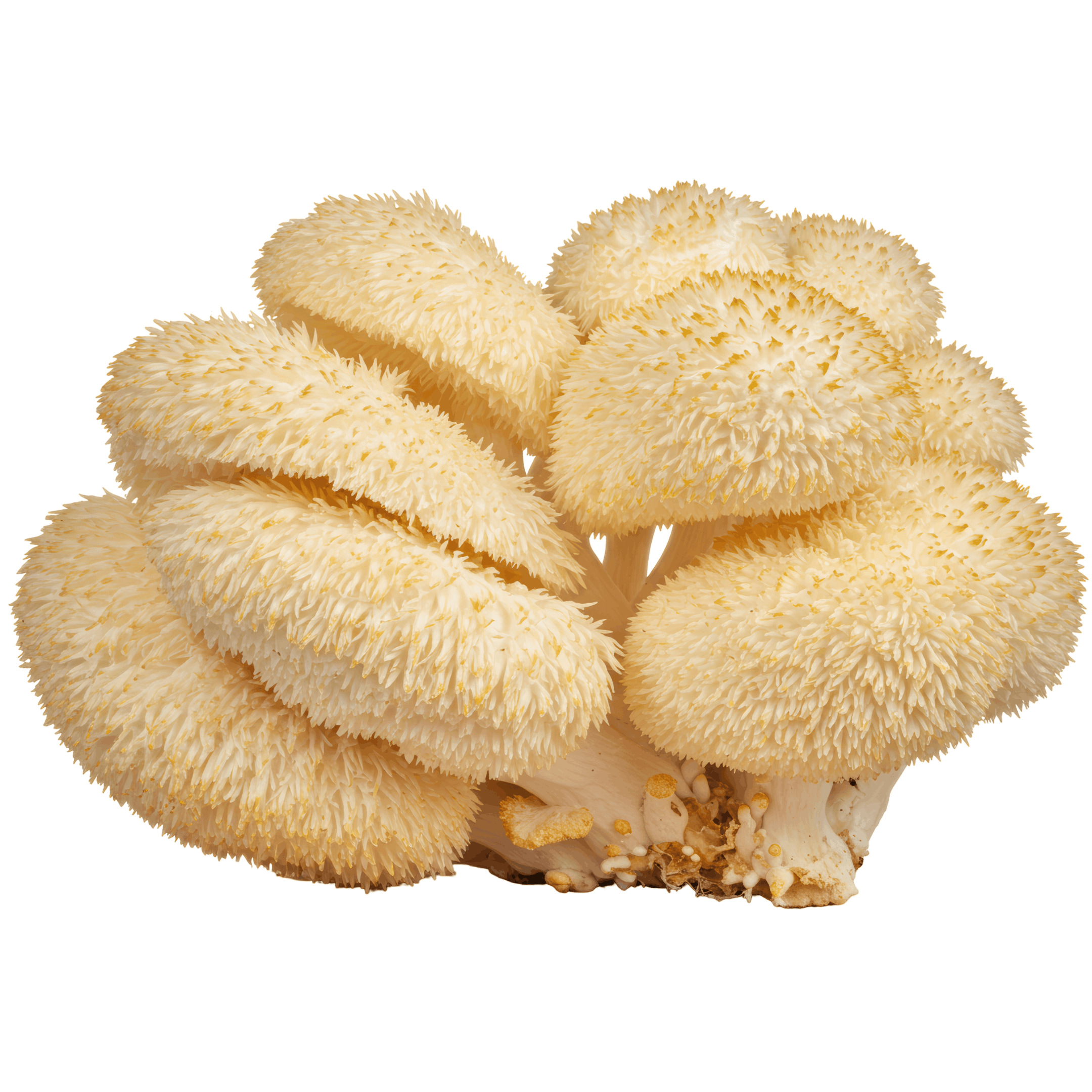Lion's Mane