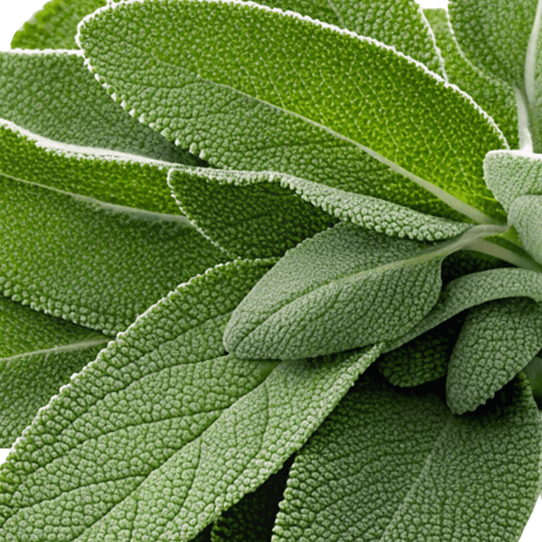 Sage Extract