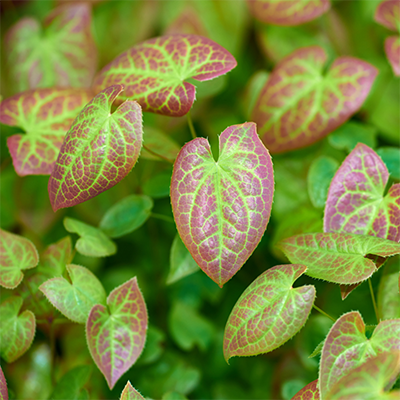 Horny Goat Weed