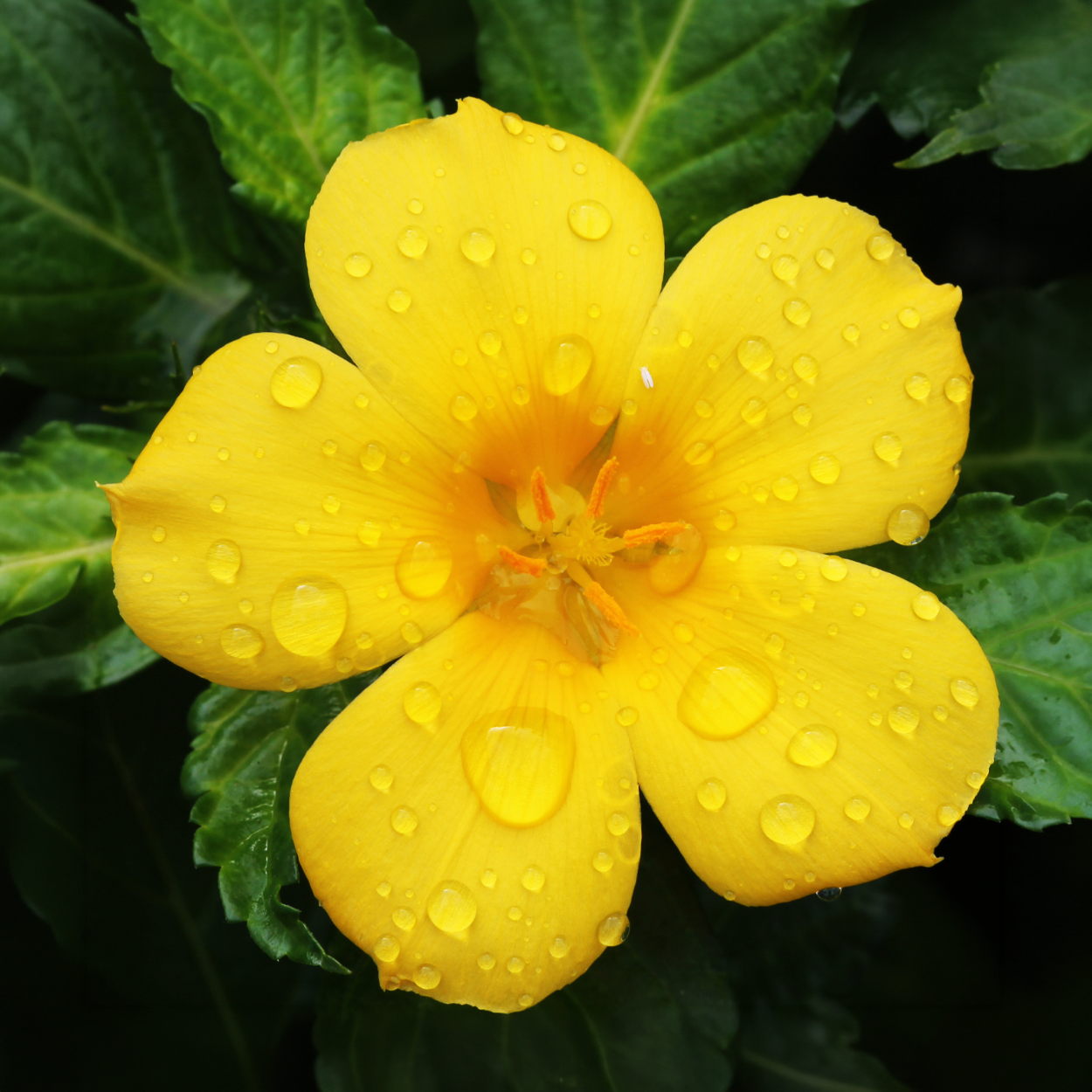 Damiana