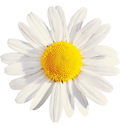 Chamomile Extract 