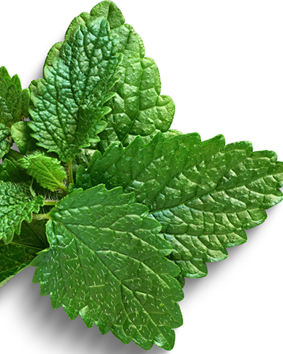 Lemon Balm